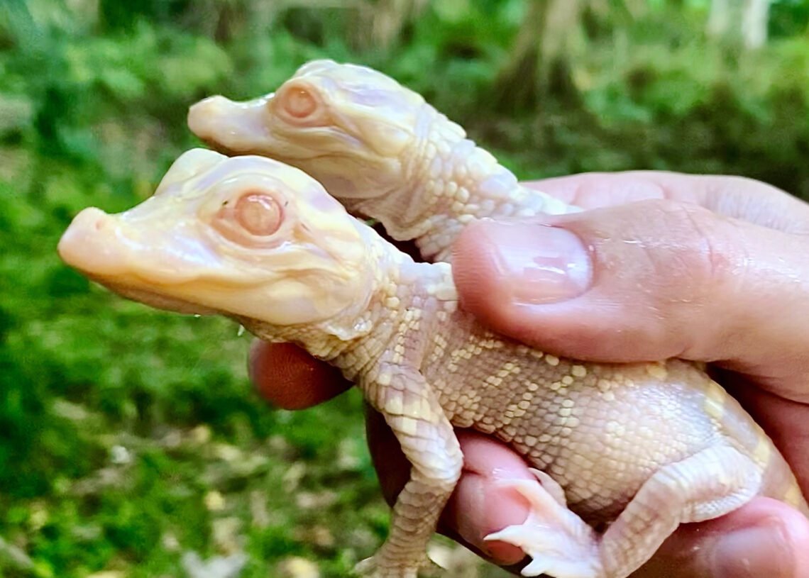 Par de crocodilos albinos. Imagem: Wild Flórida
