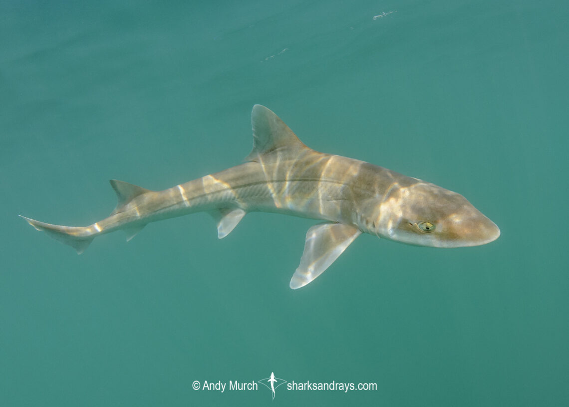 Gray Smoothhound Shark, Mustelus californicus, San Felipe, Sea of Cortez, Baja, Mexico.