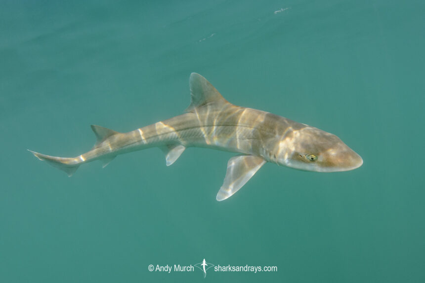Gray Smoothhound Shark 043