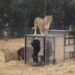 Visitantes em jaulas para ver leões