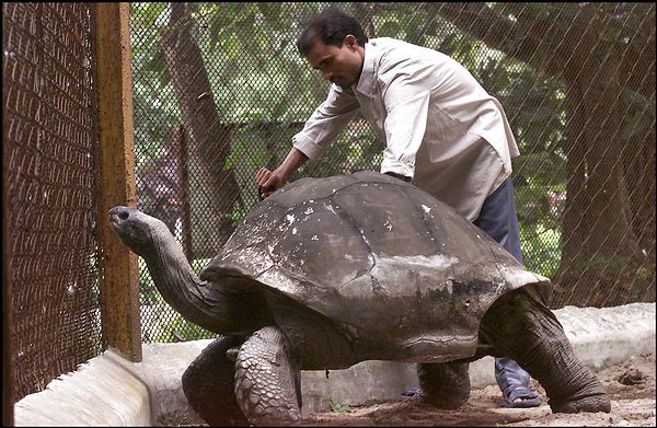 adwaita giant tortoise