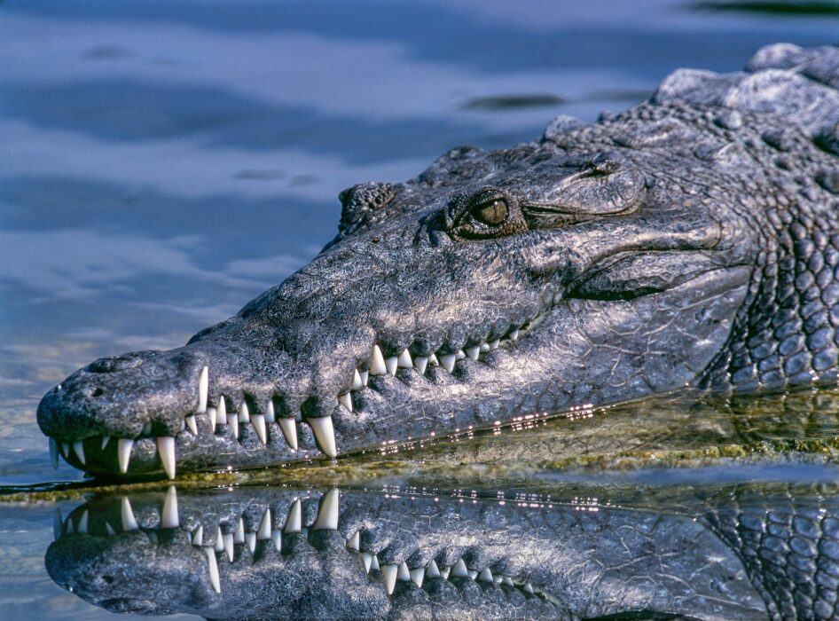 crocodile 1851313 1920