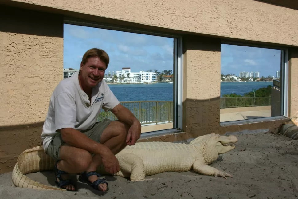 Pesquisador ao lado de um crocodilo adulto albino
