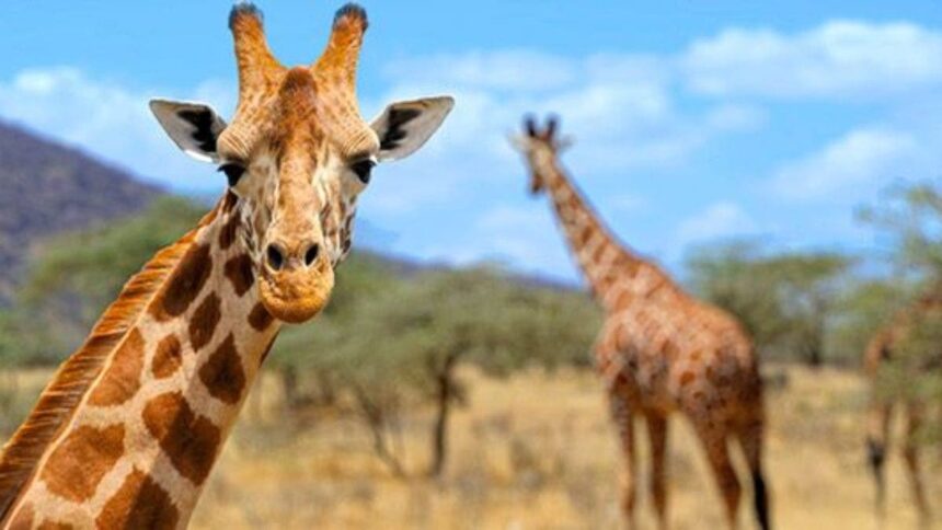 girafas capa