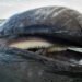 Baleia-cinzenta mostrando suas cerdas, característica das baleias de barbatanas. Imagem: Christopher Swann/Minden Pictures