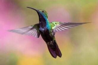 hummingbird 1854225 1920