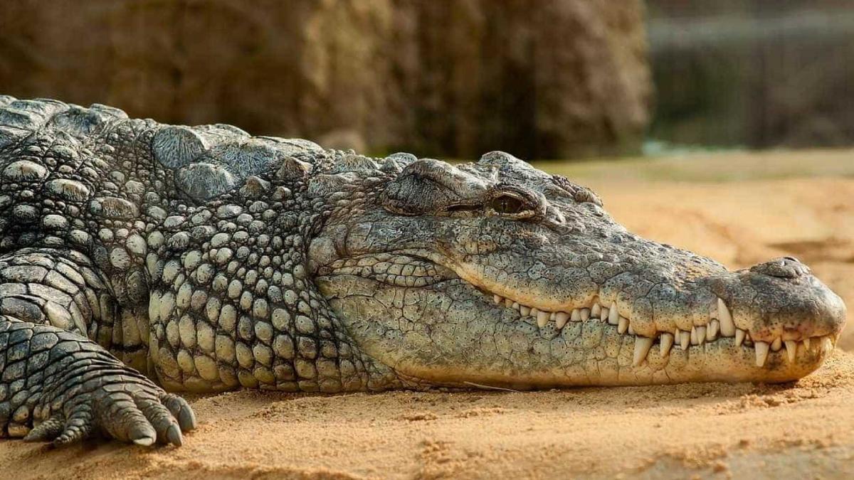 Javali é encurralado por crocodilo