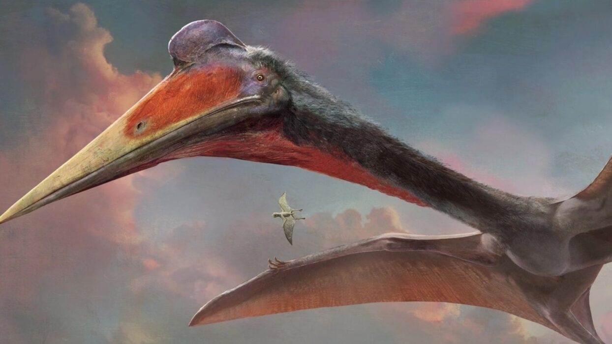 pterossauro 02