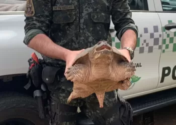 Tartaruga-aligátor é encontrada em Presidente Prudente — Foto: Polícia Ambiental