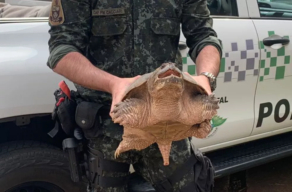 Tartaruga-aligátor é encontrada em Presidente Prudente — Foto: Polícia Ambiental