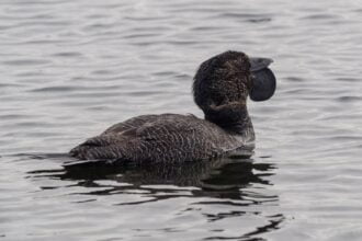 1440px Musk Duck 21128221230