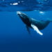 Uma baleia jubarte. Imagem: iGui Ecologia/Reprodução