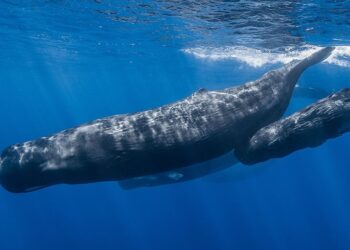 ambergris sperm whale pod two column.jpg.thumb .768.768