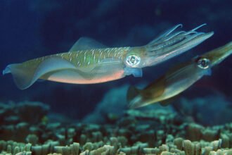 bigfin reef squid georgette douwma