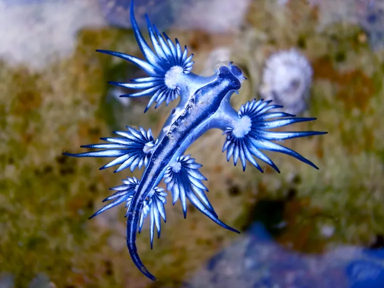 Por que a cor azul é tão rara na natureza?