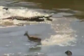 crocodilos atacam impalas
