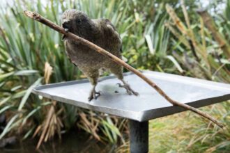extra large 1631260651 bruce the disabled kea has learnt to practice self care with tools