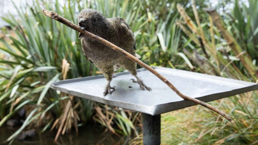 extra large 1631260651 bruce the disabled kea has learnt to practice self care with tools
