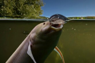 hero westafricanlungfish