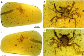 351dd0e74a 50182382 crabe ambre luque al 2021