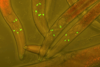 Low Res C Elegans with have GFP inserted into their neurons to visualize neural development credit Wikimedia Commons.jpg