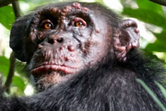chimp 1280p 0