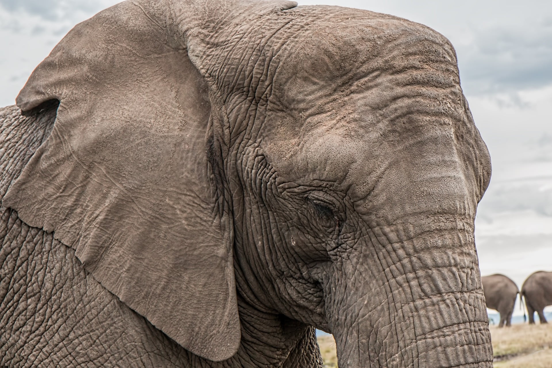 Caça Por Marfim Fez Elefantes Nascerem Sem Presas Em Moçambique