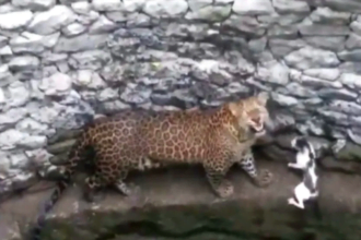 gato enfrentando leopardo