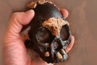 cranio de uma crianca