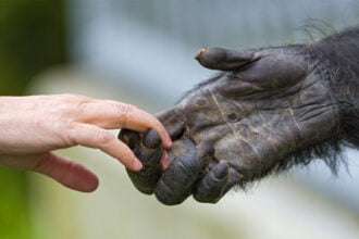 maos humanas com a de chimpanze