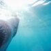 Mandíbula de um tubarão-branco. Imagem: GettyImages