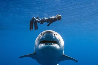 tubaroes brancos atacam humanos por equivoco