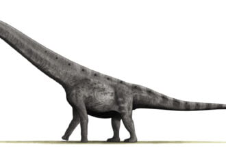 Argentinosaurus BW