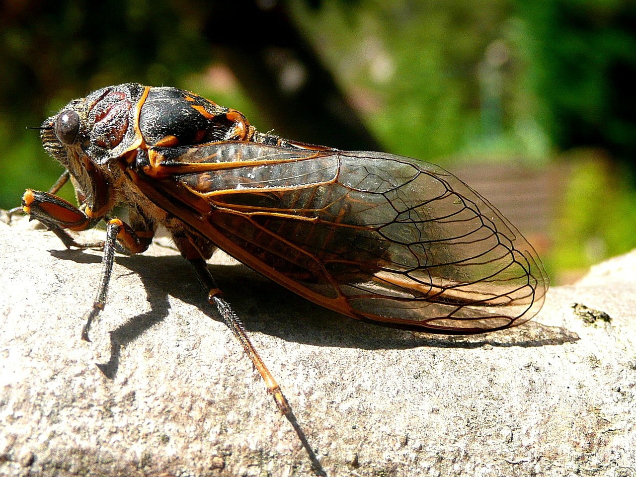 Cigarras Fatos & Curiosidades