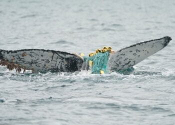Jovem baleia jubarte presa por diversas linhas de pesca. Imagem: Logan Pallin