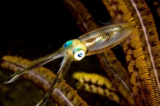 1440px Sepioteuthis lessoniana Bigfin reef squid