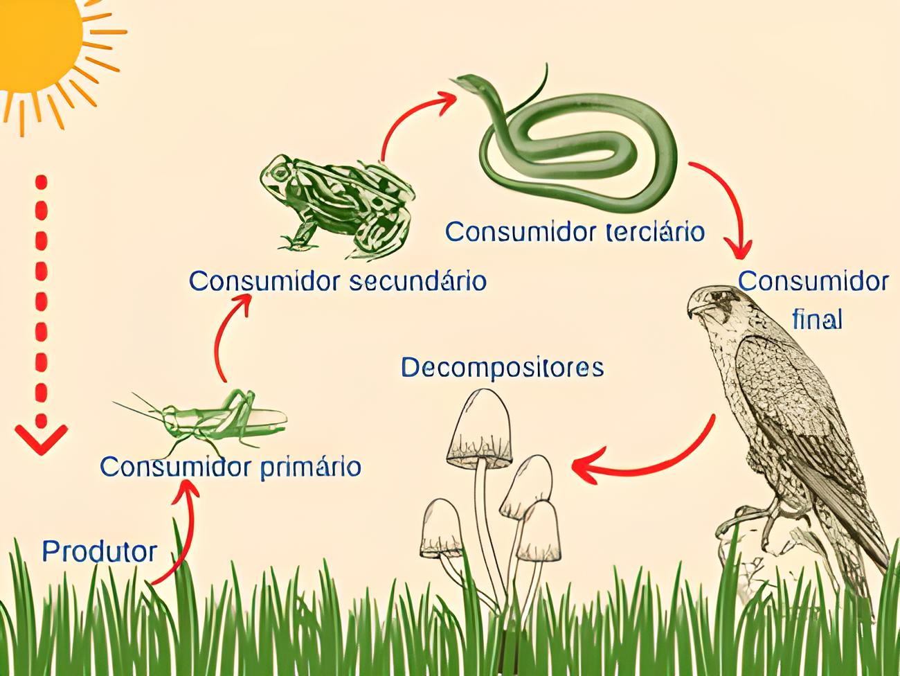 Ecosistema ecosistemas vivos seres clima mapa agua suelo temperatura influye nutrientes factores biologia medio abióticos físico