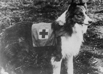 Representação de um "cão misericordioso" durante o período da guerra. Imagem: Biblioteca do Congresso na Itália via All That Interesting