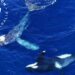 Imagem: Whale Watch Western Australia (WWWA).
