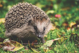 hedgehog gf328605e9 1920