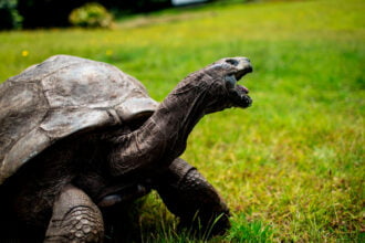 jonathan a tartaruga mais velha do mundo