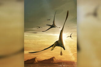 maior pterossauro