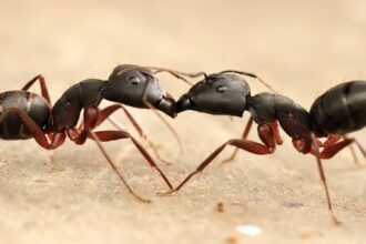 Ant spit full width.jpg.thumb .1160.1160 1