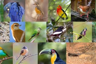 aves biodiversidade