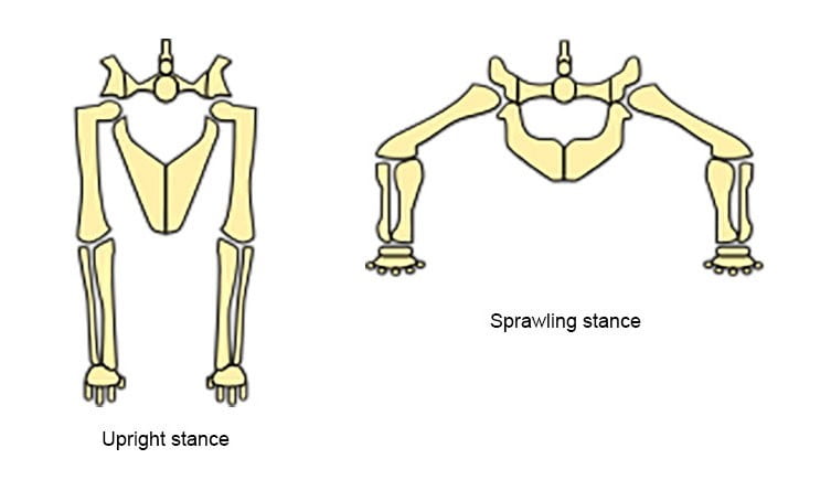 Diagrama mostrando a diferença entre uma postura ereta e uma postura estendida