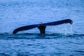 Photo of Whale Tail Surfaces Above Water
