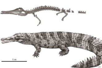 Hanyusuchus sinensis parente do gavial