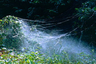 Net of Social Spiders Anelosimus eximius 14081302626
