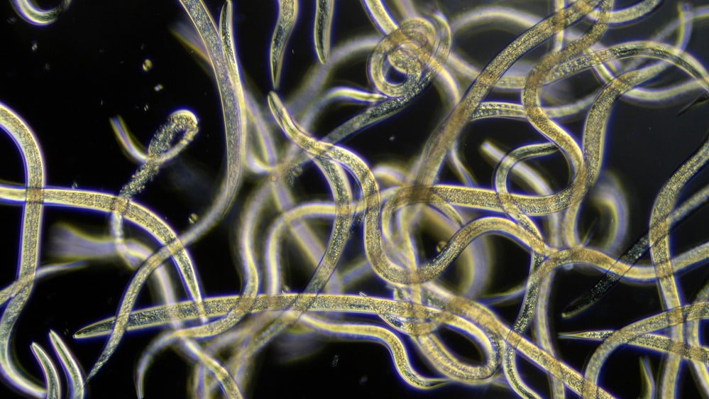 Vermes tomam decisões complexas com apenas 300 neurônios