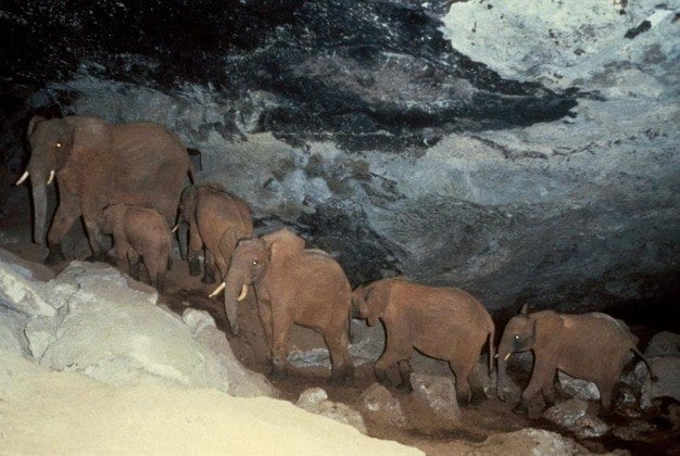 elefantes escavam caverna